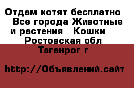 Отдам котят бесплатно  - Все города Животные и растения » Кошки   . Ростовская обл.,Таганрог г.